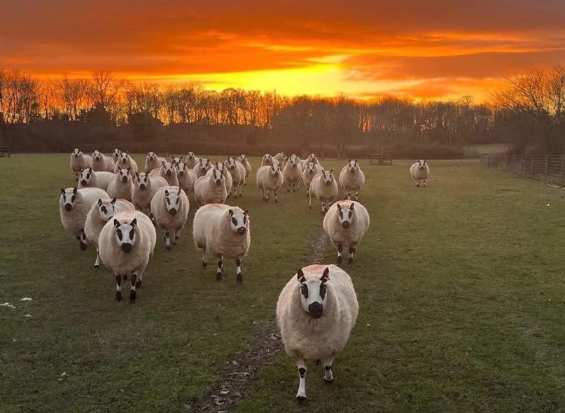 Glenariff Kerry Hill Sheep